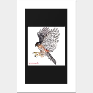 Sparrowhawk drawing Posters and Art